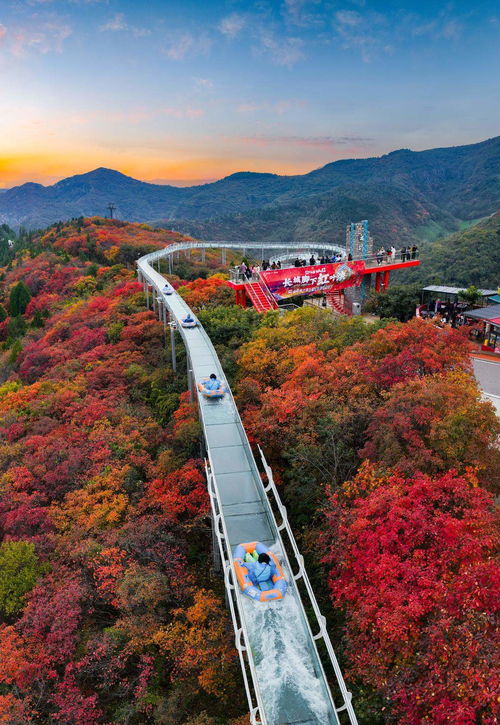 山东限定秋景上线，赏叶经济迎来升温