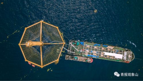 青岛龙头引领再升级 山东重磅规划赋能，景区管理迎发展新机